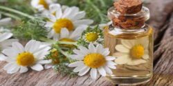 تداخل بابونه و بابونه با چه داروهایی تداخل دارد و تداخل دارویی چای کوهی