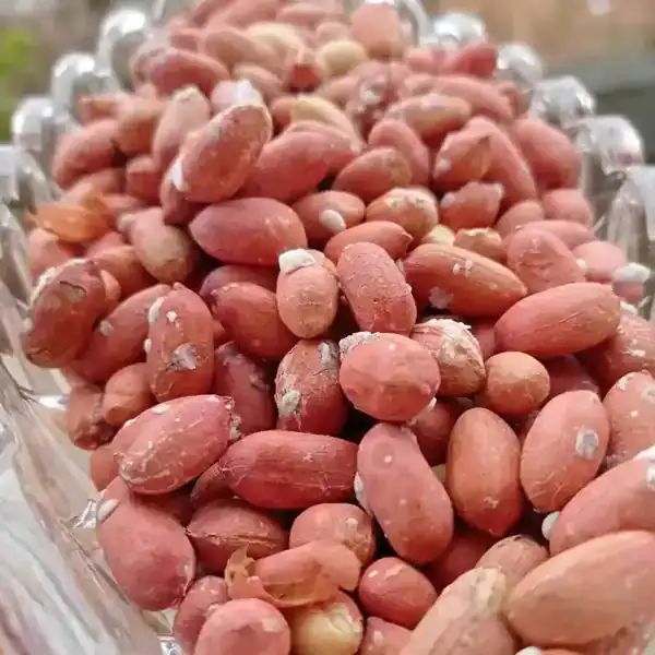 تعبیر خواب بادام زمینی ابن سیرین + گرفتن بادام زمینی از مرده و بادام زمینی