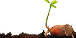 تعبیر خواب بلوط جوانه زده + کاشتن درخت بلوط و بلوط برای زن باردار