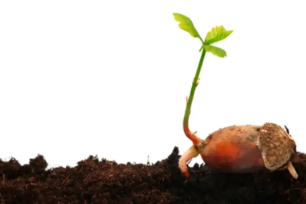 تعبیر خواب بلوط جوانه زده + کاشتن درخت بلوط و بلوط برای زن باردار