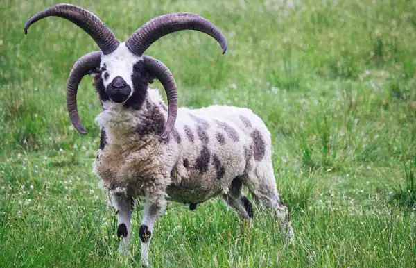 تعبیر خواب بره شاخدار + بازی کردن با بره با شاخ و دیدن بره با شاخ کوچک