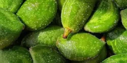 تعبیر خواب چغاله بادام سبز + چغاله بادام از دید امام صادق و چغاله بادام برای دختر مجرد