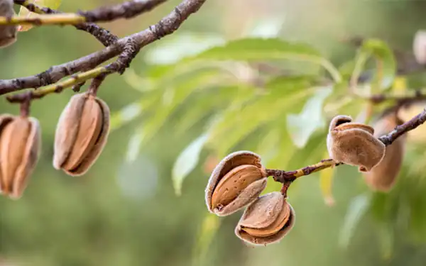 تعبیر خواب چیدن بادام از درخت + چیدن بادام نارس از درخت و چیدن بادام تلخ از درخت