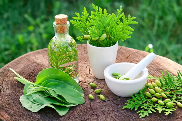 تعبیر خواب داروی گیاهی + گیاه سبز از دید امام صادق و دمنوش گیاهی