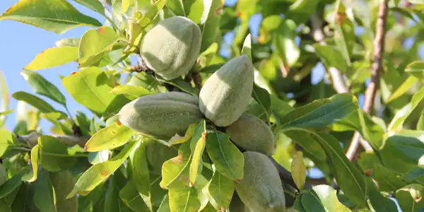 تعبیر خواب درخت بادام + دیدن درخت بادام پر از میوه و بالا رفتن از درخت بادام