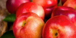 تعبیر خواب دیدن شفتالو + شفتالو ابن سیرین و شفتالو برای زن باردار
