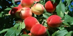 تعبیر خواب دیدن شفتالو در خواب + شفتالو از دید امام صادق و ابن سیرین