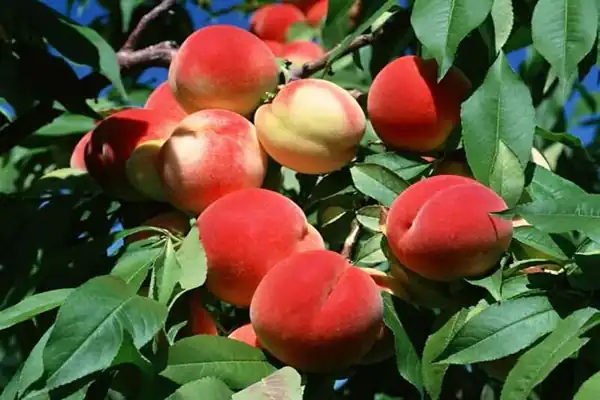 تعبیر خواب دیدن شفتالو در خواب + شفتالو از دید امام صادق و ابن سیرین