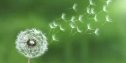 دیدن قاصدک در خواب نشانه چیست + قاصدک حضرت یوسف و قاصدک برای زن باردار