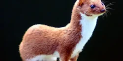 تعبیر خواب دیدن راسو + بازی کردن با راسو و غذا دادن به راسو