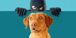 تعبیر خواب دزدیدن توله سگ + حمله سگ به انسان چیست و بردن کفش توسط سگ