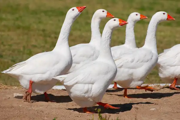 گاز گرفتن غاز در خواب نشانه چیست + غاز از دید حضرت یوسف و نوک زدن غاز