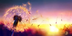 تعبیر خواب قاصدک رنگی + دیدن قاصدک رنگی در مزرعه و فوت کردن قاصدک رنگی