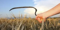 تعبیر خواب خرید داس + خرید داس برای دفاع از خود و خرید داس قدیمی و کند