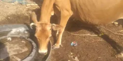 تعبیر خواب معامله گاو + گاو از دید حضرت یوسف و دنبال شدن توسط گاو
