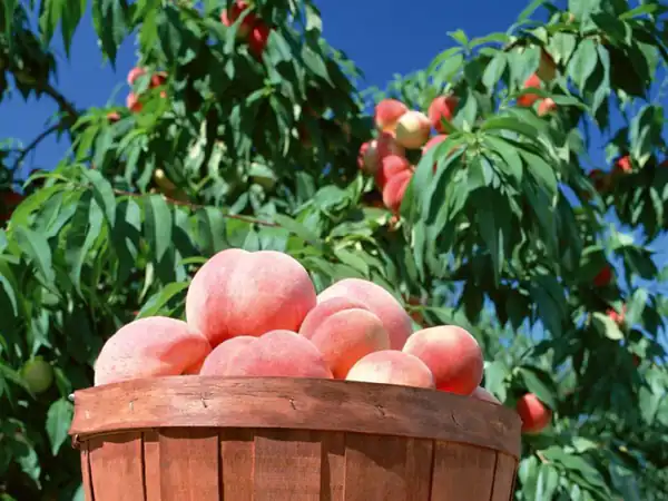 تعبیر خواب شفتالو چیدن + شفتالو برای زن باردار و درخت شفتالو
