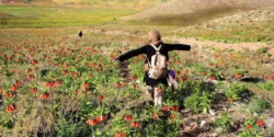 تعبیر خواب تپه پر گل + تپه سرسبز و بالا رفتن از تپه دختر مجرد