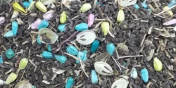 تعبیر خواب زاغ اسفند + گرفتن زاغ در اسفند ماه و کشتن زاغ در اسفند ماه