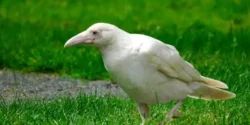 تعبیر خواب زاغ سفید + دیدن زاغ سفید در حال پرواز و گرفتن و کشتن زاغ سفید