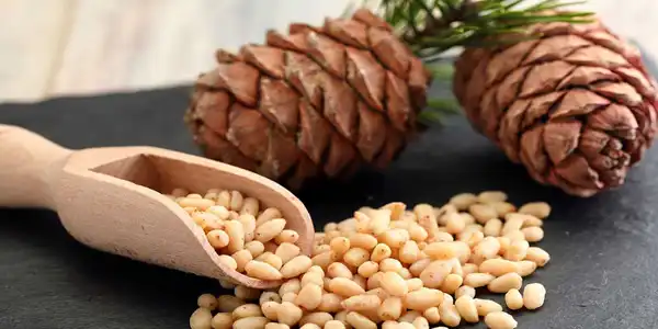 تعبیر خواب دانه کاج + برای زن متاهل و بادار و دختر مجرد