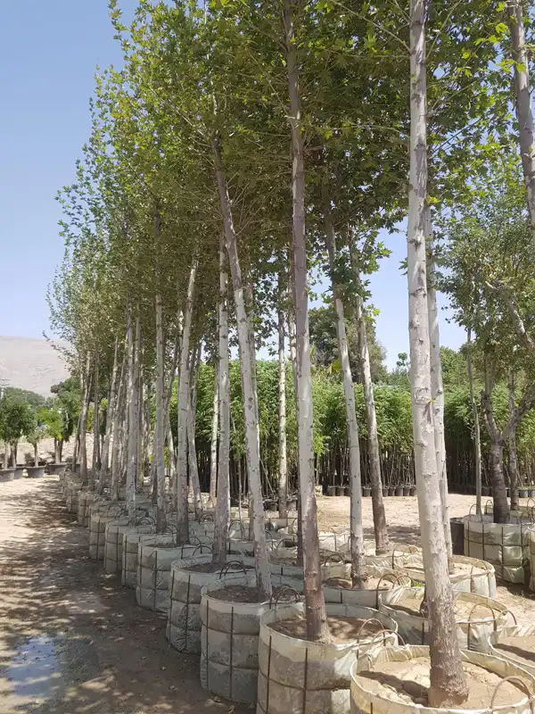 تعبیر خواب درخت چنار + برای زن متاهل و بادار و دختر مجرد