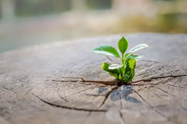 تعبیر خواب درخت جوانه زده + برای زن متاهل و بادار و دختر مجرد