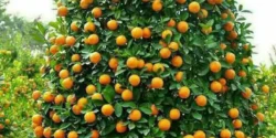 تعبیر خواب درخت نارنج + برای زن متاهل و بادار و دختر مجرد