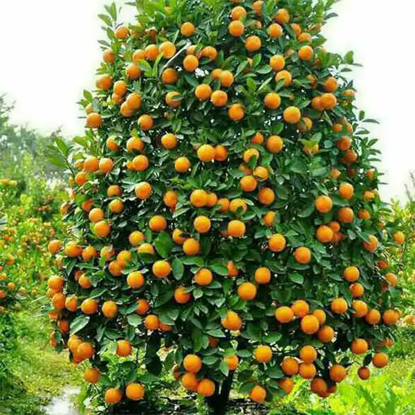 تعبیر خواب درخت نارنج + برای زن متاهل و بادار و دختر مجرد