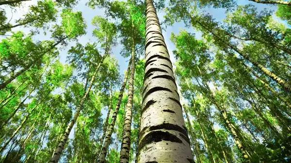 تعبیر خواب درخت صنوبر + برای زن متاهل و بادار و دختر مجرد