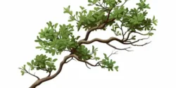 تعبیر خواب شاخه درخت + برای زن متاهل و بادار و دختر مجرد