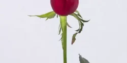 تعبیر خواب شاخه گل رز + برای زن متاهل و بادار و دختر مجرد