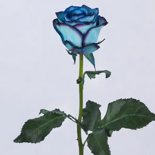تعبیر خواب شاخه گل رز آبی + برای زن متاهل و بادار و دختر مجرد