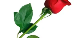 تعبیر خواب شاخه گل رز قرمز + برای زن متاهل و بادار و دختر مجرد
