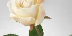 تعبیر خواب شاخه گل رز سفید + برای زن متاهل و بادار و دختر مجرد