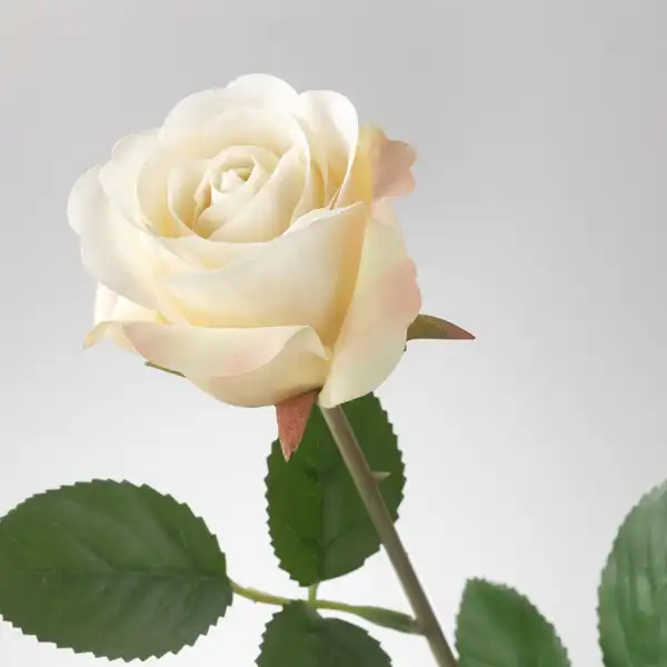 تعبیر خواب شاخه گل رز سفید + برای زن متاهل و بادار و دختر مجرد