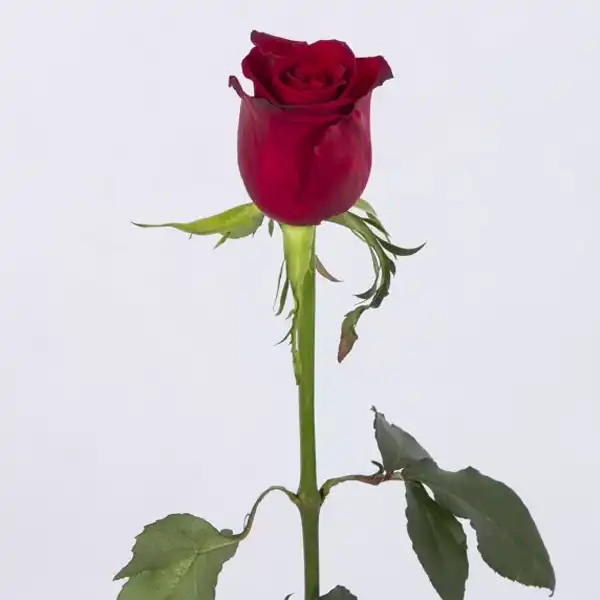 تعبیر خواب شاخه گل رز + برای زن متاهل و بادار و دختر مجرد