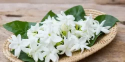 تعبیر خواب یاس ابن سیرین + برای زن متاهل و بادار و دختر مجرد