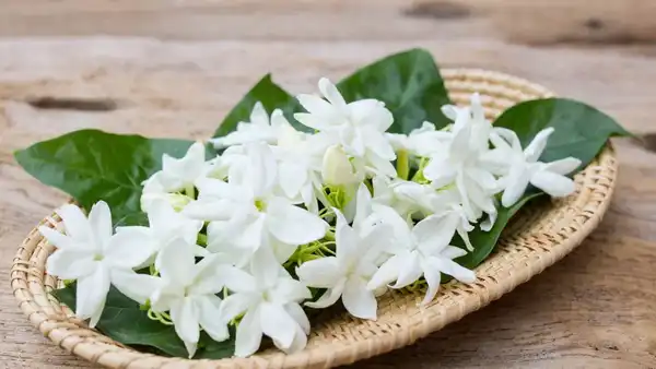 تعبیر خواب یاس ابن سیرین + برای زن متاهل و بادار و دختر مجرد