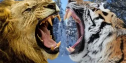 تعبیر خواب مبارزه با ببر + برای زن متاهل و بادار و دختر مجرد