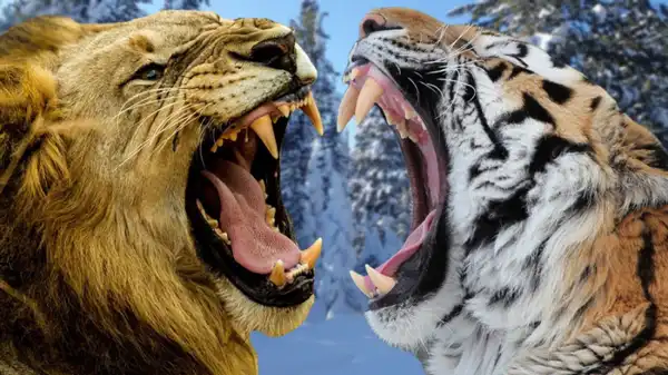 تعبیر خواب مبارزه با ببر + برای زن متاهل و بادار و دختر مجرد