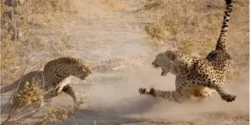 تعبیر خواب مبارزه با پلنگ + برای زن متاهل و بادار و دختر مجرد