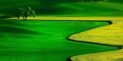 تعبیر خواب صحرا سرسبز + برای زن متاهل و بادار و دختر مجرد