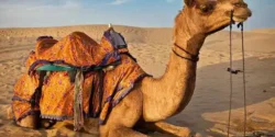 تعبیر خواب زانو زدن شتر + برای زن متاهل و بادار و دختر مجرد