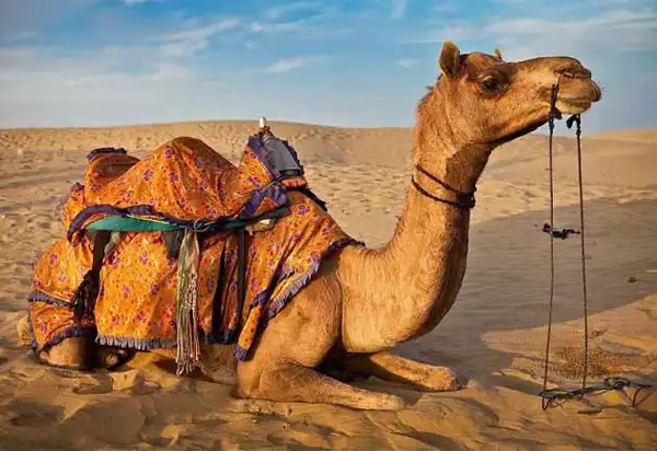 تعبیر خواب زانو زدن شتر + برای زن متاهل و بادار و دختر مجرد